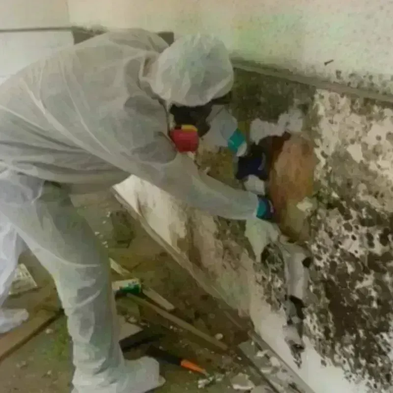 Mold Remediation and Removal in Reidland, KY